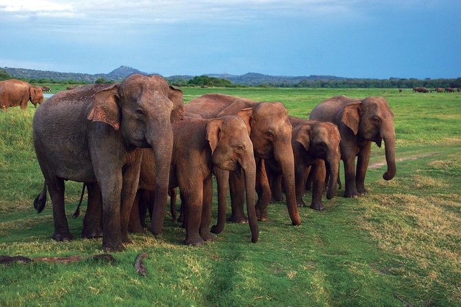 03 Nights in Amazing Sri Lanka - Day 3: Ramboda and tea gardens, then the Nanu Oya to Ella train ride
