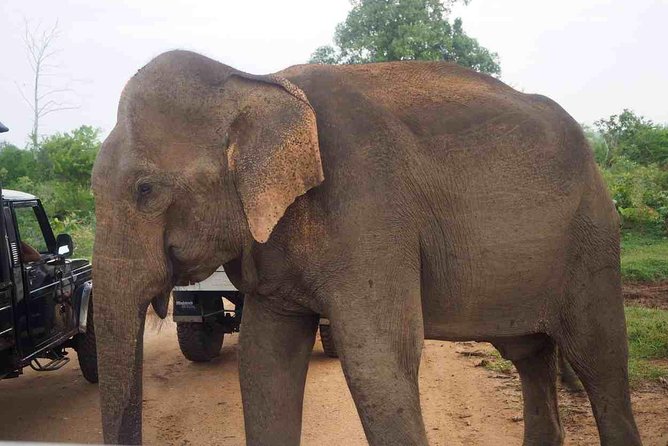 07 Days Amazing Experience - Yala National Park jeep safari: wildlife, birds, and the chance for real drama