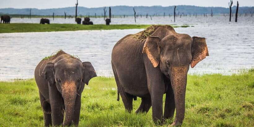 1-Day Tour of Both Yala and Udawalawe National Parks - Key things to know before you go