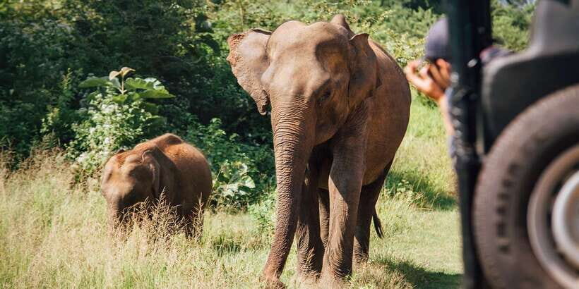 1-Day Tour of Both Yala and Udawalawe National Parks - Picnic Lunch and the Drive to Udawalawe