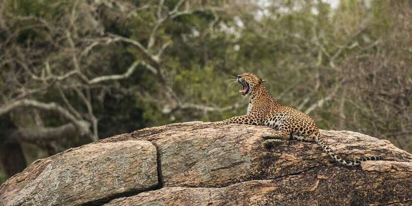 1-Day Tour of Both Yala and Udawalawe National Parks - 5 AM Pickup to Yala: Sunrise in the Golden Hours