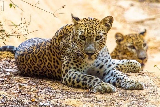 10-Days Private tour package. English speaking driver and Private luxury vehicle - Royal Botanical Gardens and tea country: Nuwara Eliya with Victoria Park and Gregory Lake