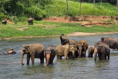 12 Days Tour Grand Discovery of Sri Lanka - Sigiriya Day: Elephant Conservation, a Village Lunch on Lotus Leaves, and the Rock Fortress Climb