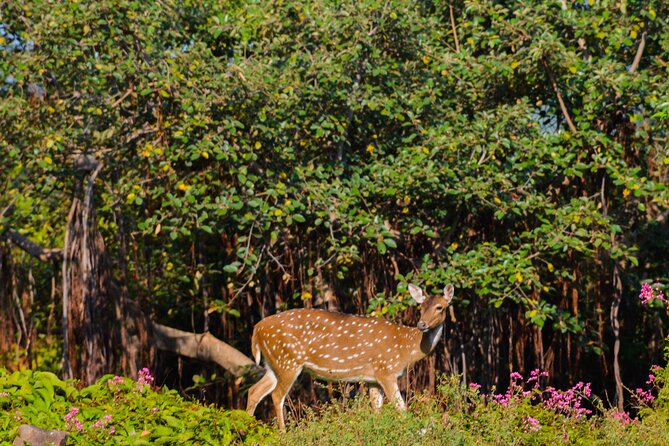 14-Day Private Tour in Sri Lanka - Why this 14-day private drive feels easier than planning alone