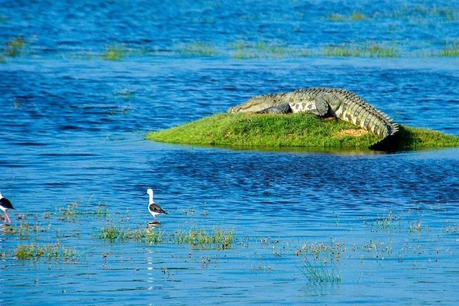 14 Days Sri Lanka Tour - Explore Sri Lanka - Yala National Park safari: the long day that makes the trip feel real (Day 9)
