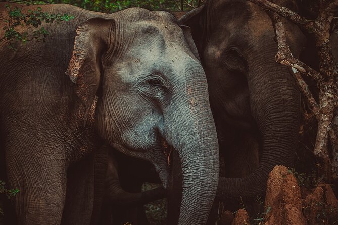 15-Day Tour in Sri Lanka with Private Driver - Kandy: spice gardens, the Tooth Relic, and a Kandyan dance night