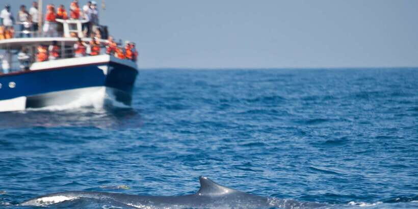 2-Day Whale Watching & Southern Sri Lanka Tour - Key points to know before you go