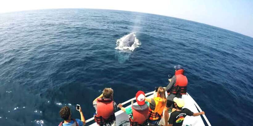 2-Day Whale Watching & Southern Sri Lanka Tour - Should you book this 2-day whale watching tour?