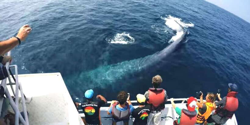 2-Day Whale Watching & Southern Sri Lanka Tour - The big idea: wildlife and culture in a tight 2 days