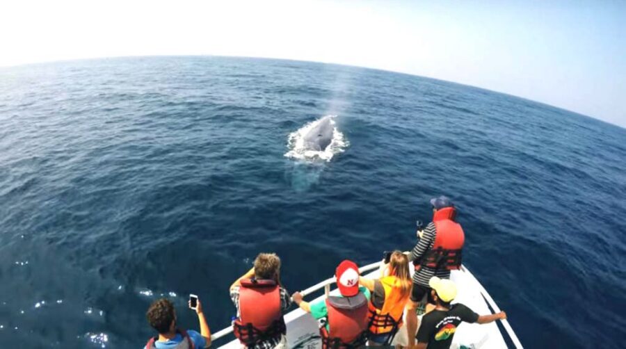 2-Day Whale Watching & Southern Sri Lanka Tour - Who the guide approach works best for