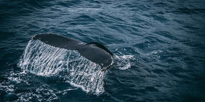 2-Day Whale Watching & Southern Sri Lanka Tour - Price and value: what you’re really paying for
