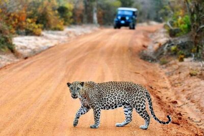 2 Days Tour of Double Safari (Yala & Udawalawe) - All Inclusive - Getting From Your Coastal Hotel to Yala: Timing and Travel Reality