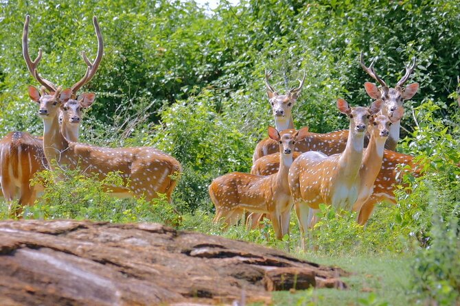 2 Days Tour of Double Safari (Yala & Udawalawe) - All Inclusive - Practical Tips: Jeep Bumps, What to Pack, and How to Stay Comfortable