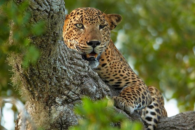 2 Nights All Inclusive Treehouse Safari in Yala with transfers - Key Things That Make This Yala Safari Click