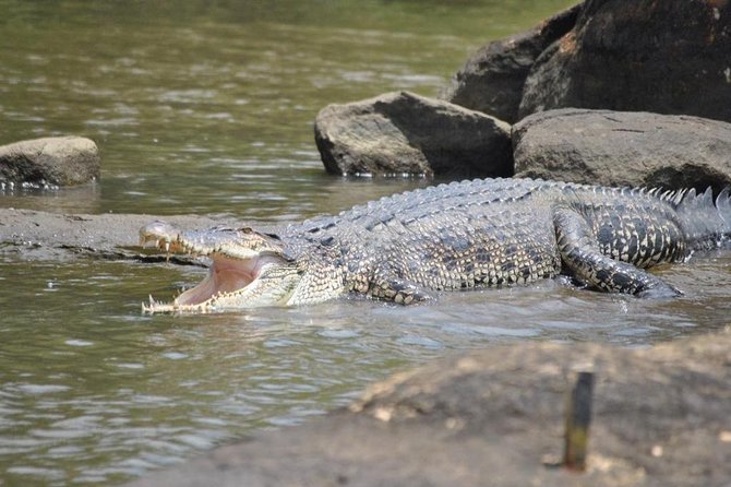 2h Bentota River Safari: Crocodiles, Monkeys, Mangrove & more - Timing and pickup: how to fit it into your Bentota day