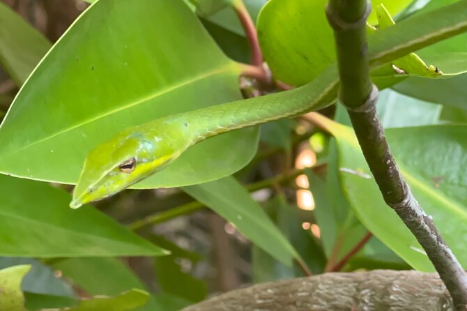 2h Bentota River Safari: Crocodiles, Monkeys, Mangrove & more - Wildlife checklist: crocodiles, monkeys, monitor lizards, and more