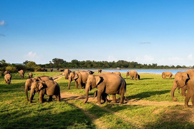 3 Days Glimpse Of Sri Lanka - Minneriya National Park Jungle Safari for Elephant Herds