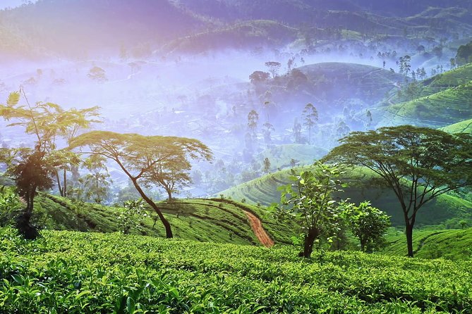 3 Days Nature and Chill Tour of Ella, Nuwara Eliya and Haputale - What this tour feels like: “Nature and chill,” with real walking