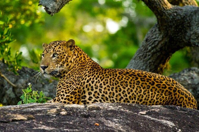 3 Days Private Tour of Yala Safari/ Ella/ Kandy - All Inclusive - Yala National Park in a Private Safari Jeep: Morning Game-Spotting Time
