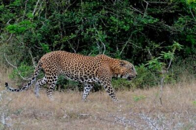 3 Days Private Tour of Yala Safari/ Ella/ Kandy - All Inclusive - Demodara to Nanu Oya: The Hill Country Train Ride That Actually Matters