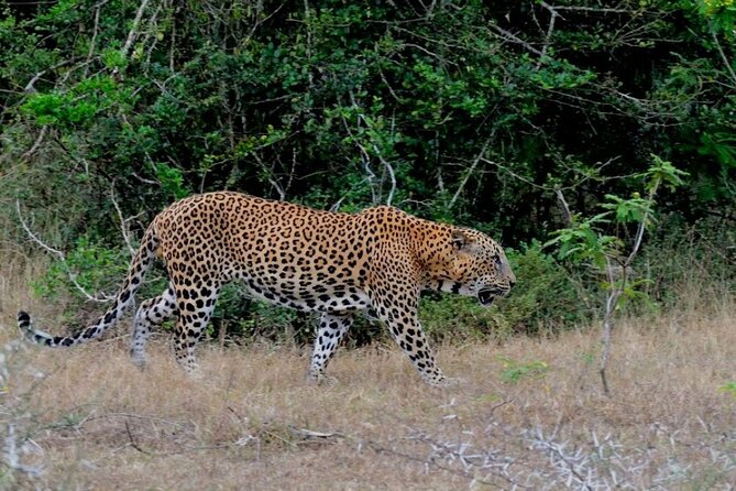 3 Days Private Tour of Yala Safari/ Ella/ Kandy - All Inclusive - Demodara to Nanu Oya: The Hill Country Train Ride That Actually Matters