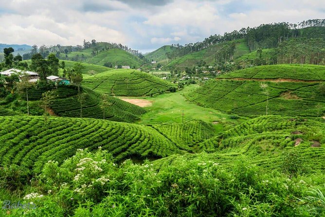 3 Days Tour to Kandy, Nuwara Eliya & Sigiriya - Comfort, timing, and practical tips that actually help