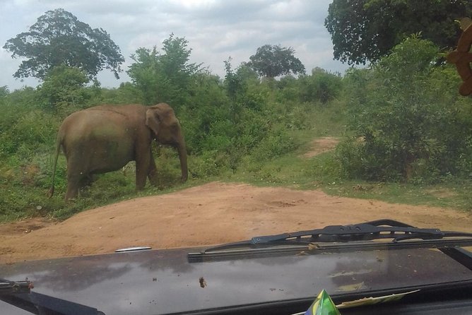 5 Day Private Tour Sri Lanka - From Colombo Pickup to Lion’s Rock Views