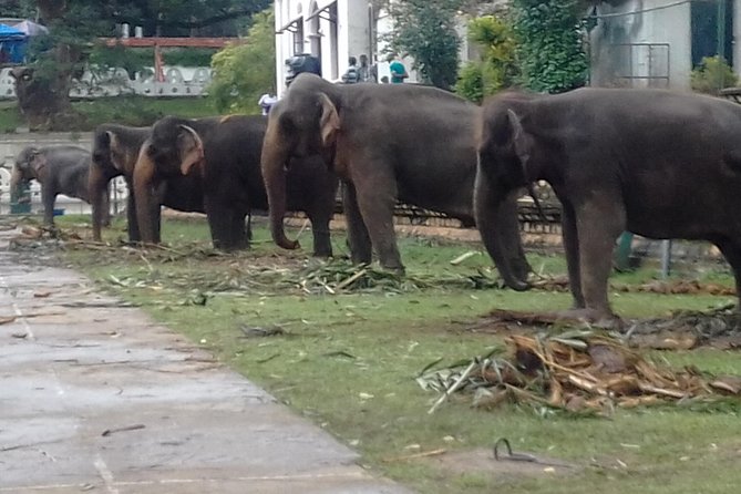 5 Day Private Tour Sri Lanka - Kandyan Arts Stops: Gem Crafting, Woodcarving, and Batiks