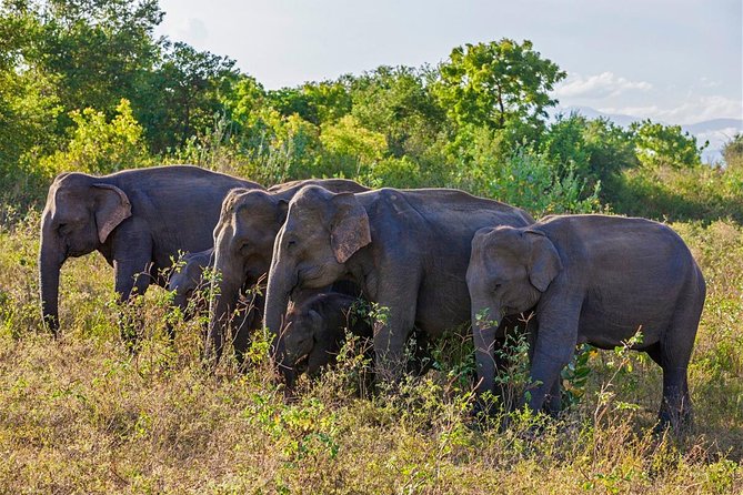 6 Day Tour of NuwaraEliya,Ella,Udawalawe,Tangalle,Mirissa&Bentota - Private driver value on Sri Lanka’s twisty roads