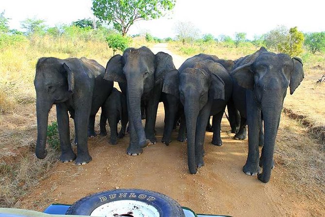 7 Days 6 Nights Package Tour with Holiday Walkers Sri Lanka - Day 4 Ambewela Farms and the foggy hills feel