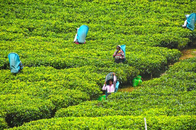 7 Days Classical Tour to Sri Lanka - Dambulla Cave Temple and Kandy: Temples by Rock and by City