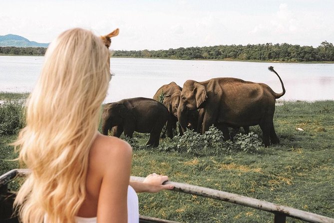 7 Nights Private Tour Of Sri Lanka - Final Colombo loop and airport transfer: end strong, not rushed