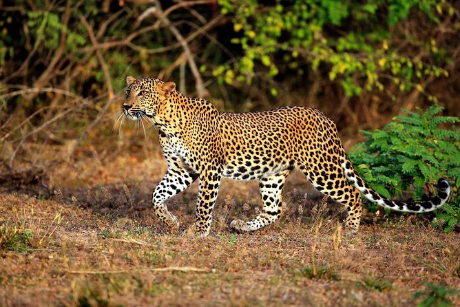 8 Day Private Tour Sri Lanka with Wildlife & Outdoor Experiences from Colombo - Day 6: Horton Plains and the World’s End Viewpoint Walk