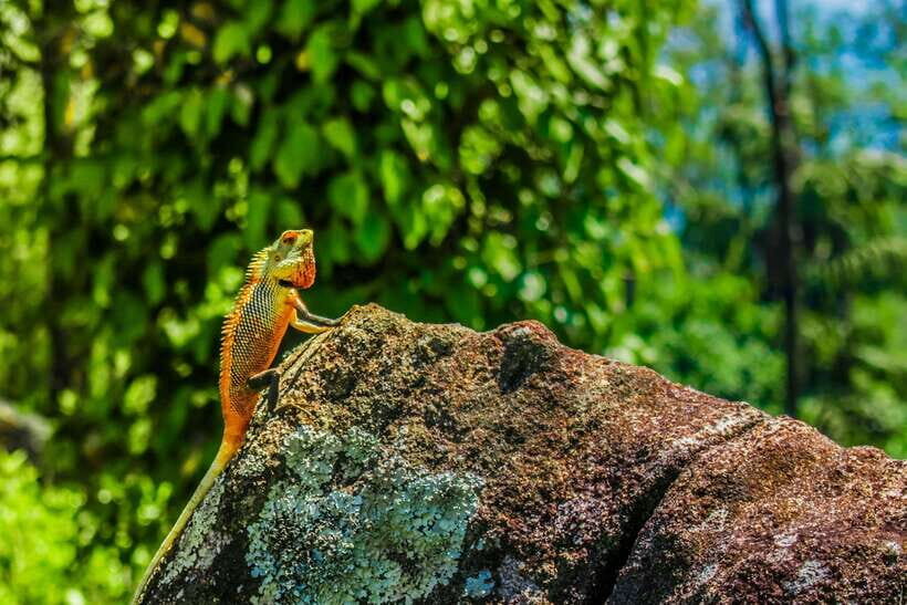 8-Day Sri Lanka Private Round Tour Hotels, Meals, Car, Guide - The tea-country shift: Peradeniya, tea factory time, and Nuwara Eliya stops
