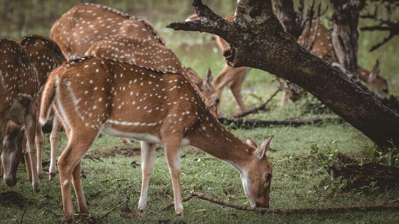 8-Day Sri Lanka Private Round Tour Hotels, Meals, Car, Guide - Gregory Lake, Victoria Park, and the 12.40 train to Ella