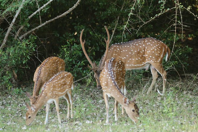 8 Days tour in Sri Lanka with privet driver and accommodations - Day 6: Mirissa Beach Time and a Snake Farm Stop