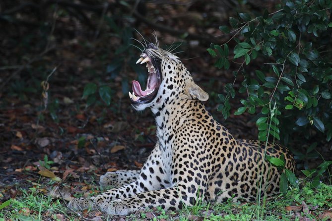 8 Days tour in Sri Lanka with privet driver and accommodations - Day 7: Whale Watching at 6:30, Then Parrot Rock and Sunset Views