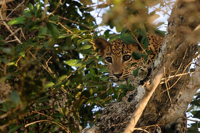8 Nights 09 Days Simply Sri Lanka - Day 7: Yala safari afternoon for real wildlife odds