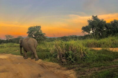 Adventure safari Experience in Hurulu Eco Park, Sri Lanka - How the 3–4 Hour Plan Keeps Elephant Time Efficient