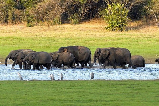 Adventure safari Experience in Hurulu Eco Park, Sri Lanka - Jeep-Time and Guide Style: How Shen Safari Habarana Works
