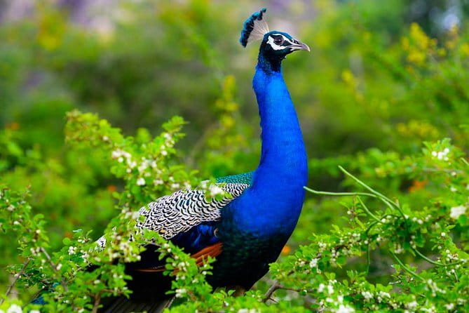 Adventure safari Experience in Hurulu Eco Park, Sri Lanka - Getting There from Anuradhapura and Habarana Without Headaches