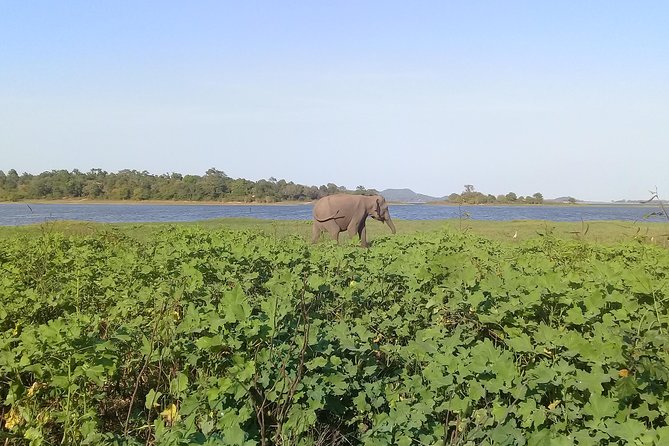 Adventure trincomalee to sigiriya and wild safari ,village tour - Key highlights you’ll feel on the day