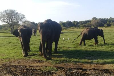 Adventure trincomalee to sigiriya and wild safari ,village tour - Price and what $150 gets you (and what to double-check)