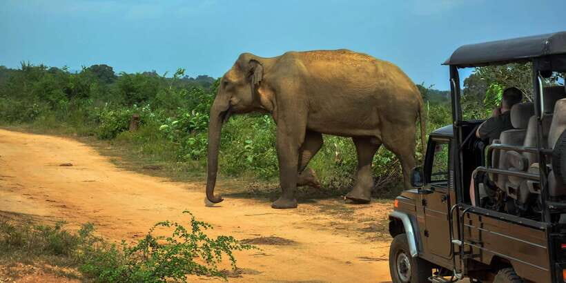 Ahangama: Udawalawe National Park Safari with Hotel Pickup - Key highlights worth your attention