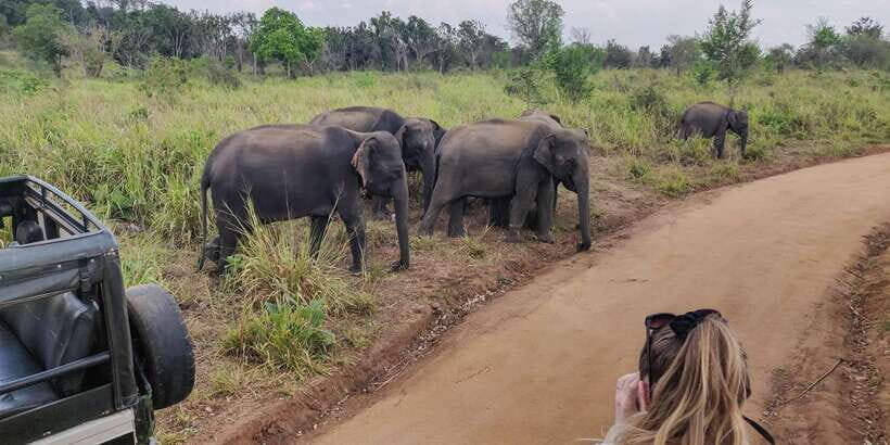 Ahangama: Udawalawe National Park Safari with Hotel Pickup - The vehicle swap near the park: how the transfer supports your safari time