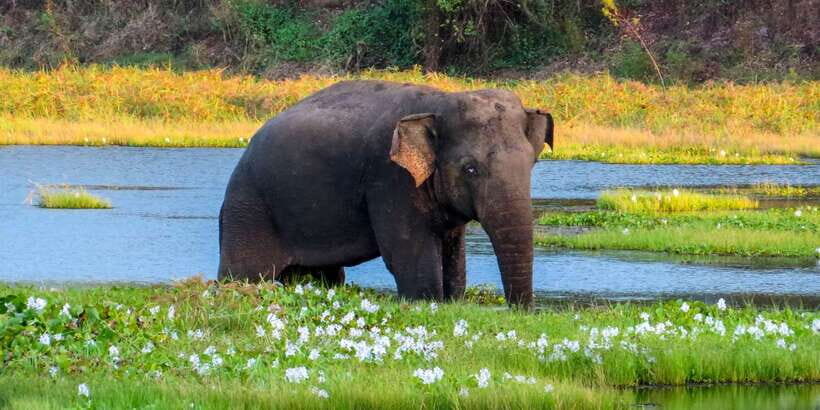 Ahangama: Udawalawe National Park Safari with Hotel Pickup - On safari for 3 hours: what you’re really doing in Udawalawe