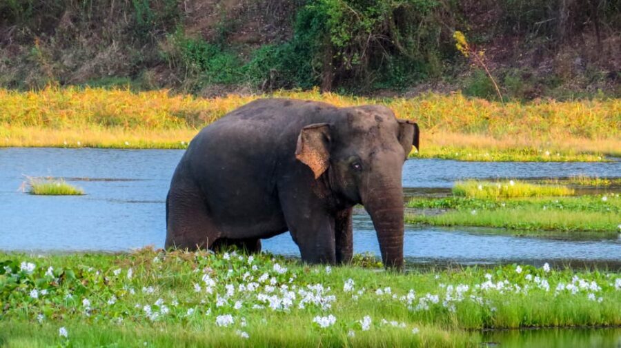 Ahangama: Udawalawe National Park Safari with Hotel Pickup - Budget and extras: what $110 includes, and what you should plan to pay