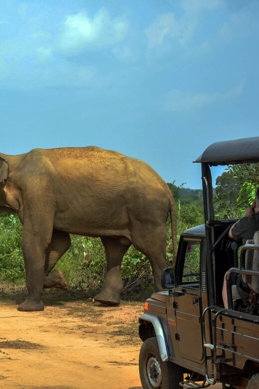 Ahangama: Udawalawe National Park Safari with Hotel Pickup - Should you book this Udawalawe safari with pickup from Ahangama?