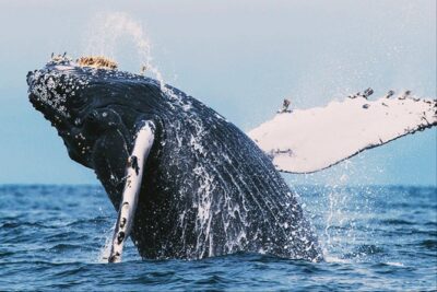 All in one Sri lanka 7nights 8 days for couple price - Price and What You Should Expect to Pay Beyond $720