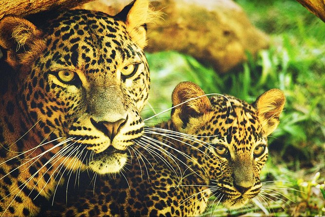 All in one Sri lanka 7nights 8 days for couple price - Kandy: Where Your Guide’s Personality Shows